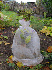 Cultivar Rhododendron bush wound by spunbond round against the winter frost in the autumn garden