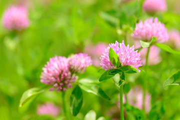 Clover Flowers in the field background