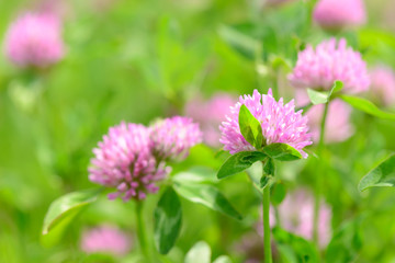 Clover Flowers in the field background