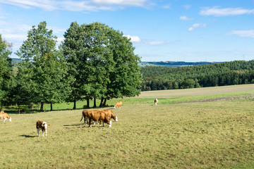 Naklejka na ściany i meble Kühe auf eine Weide im Herbst