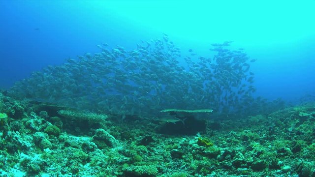 School of Blue Trevallies on a coral reef.  Carangidae - Carangoides ferdau, 4k footage