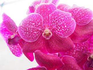 Fototapeta na wymiar Pink orchild flower