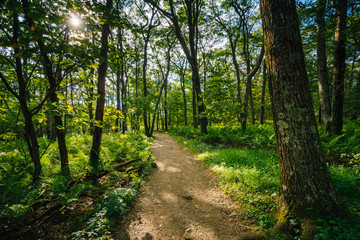Trail through a forest, in Shenandoah National Park, Virginia.