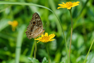 Butterfly on flower.