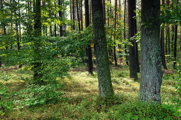 Fototapeta na wymiar Deciduous forest in early autumn