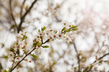 Branch with apple blossoms