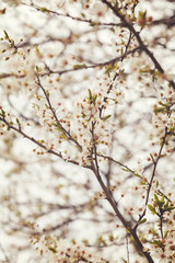 Apple blossom tree