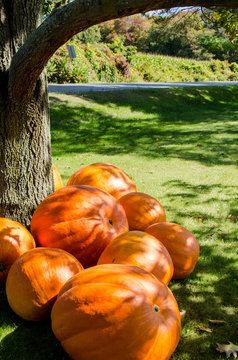 giant orange pumpkins piled under large tree