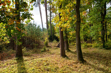 Deciduous forest in early autumn