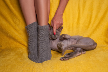 Woman in knitted socks on the sofa with sphinx cat
