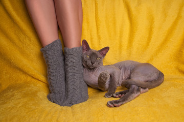 Woman in knitted socks on the sofa with sphinx cat