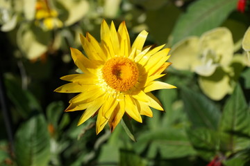 Obraz premium Flowers from Powis castle in Wales