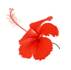 red hibiscus flower isolated on white background