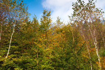 Deciduous forest in early autumn