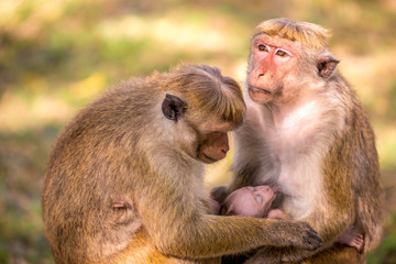 Monkey family together with babies