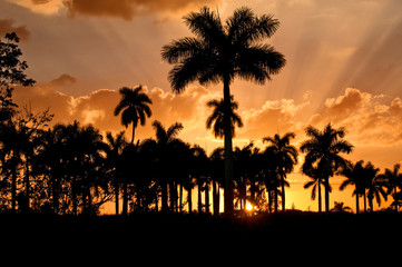 Palm trees at sunset, Cuba