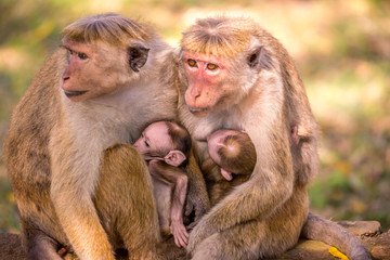 Monkey family together with babies