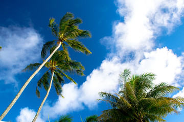 Palm and summer sky