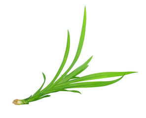 Fototapeta premium Fresh Pandan leaves on white background