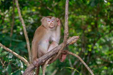 Monkey on branch.