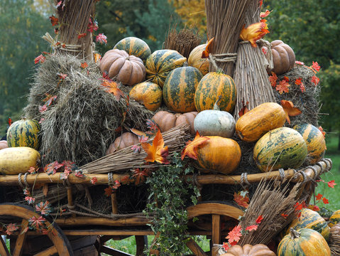 Rustic wagon laden with pumpkins and hay. Autumn farmer's crop
