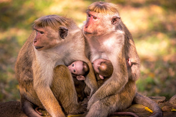 Monkey family together with babies
