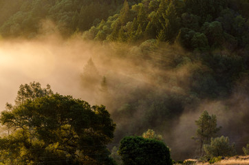 Sunrise shining through fog with dense tree cover in background