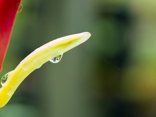Fototapeta premium Raindrop on Bird of Paradise Flower