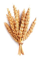 Wheat isolated