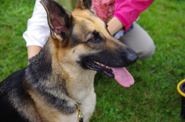 人に撫でられるシェパード犬