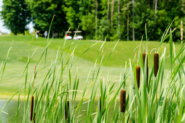 Golf course and carts framed by bull rushes