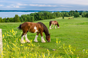 Clydesdale horse feeding in a field