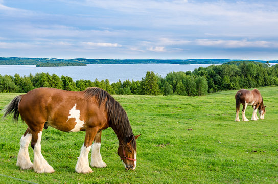 Clydesdale horses feeding on grass