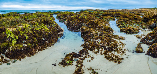 Low tide with exposed rocks and plants