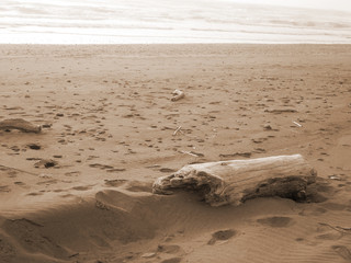 Driftwood