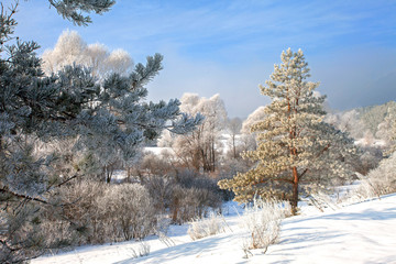beautiful snow covered fields and woods in the frosty morning