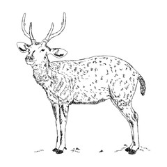 hand drawn illustration of stag. realistic sketch of wild animal