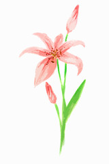 Isolated watercolor flower on white background. Beautiful and elegant flower for decoration.