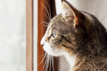 Cat looking outside a window