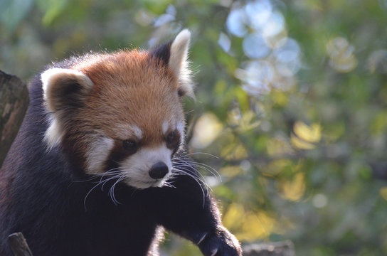 42 Best Cute Red Panda Images Stock Photos Vectors Adobe Stock 42 Best Cute Red Panda Images Stock Photos Vectors Adobe Stock