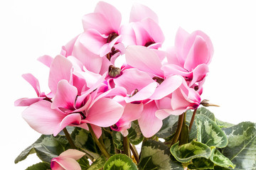 Flowers of pink cyclamen isolated on white background - obrazy, fototapety, plakaty