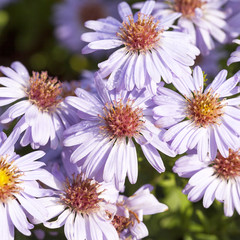 Obraz premium Autumn flowers of lilac aster in garden