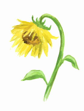 Isolated watercolor sunflower on white background
