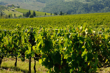 green vineyards in tuscany region, italy.