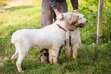 Dog in the wood searching truffle