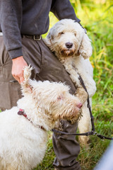 Dog in the wood searching truffle