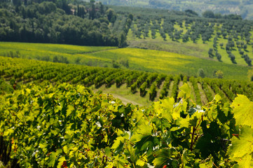 Fototapeta na wymiar green vineyards in tuscany region, italy.