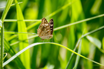 Close up butterfly
