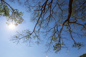 View at mountain range with fog, forest and fir trees on the forground