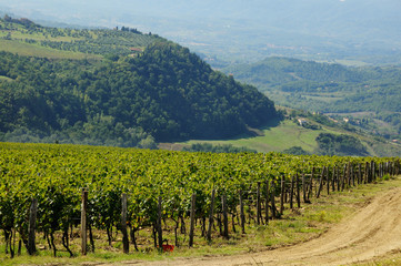 Fototapeta na wymiar green vineyards in tuscany region, italy.